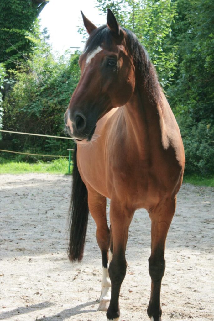 Cino
