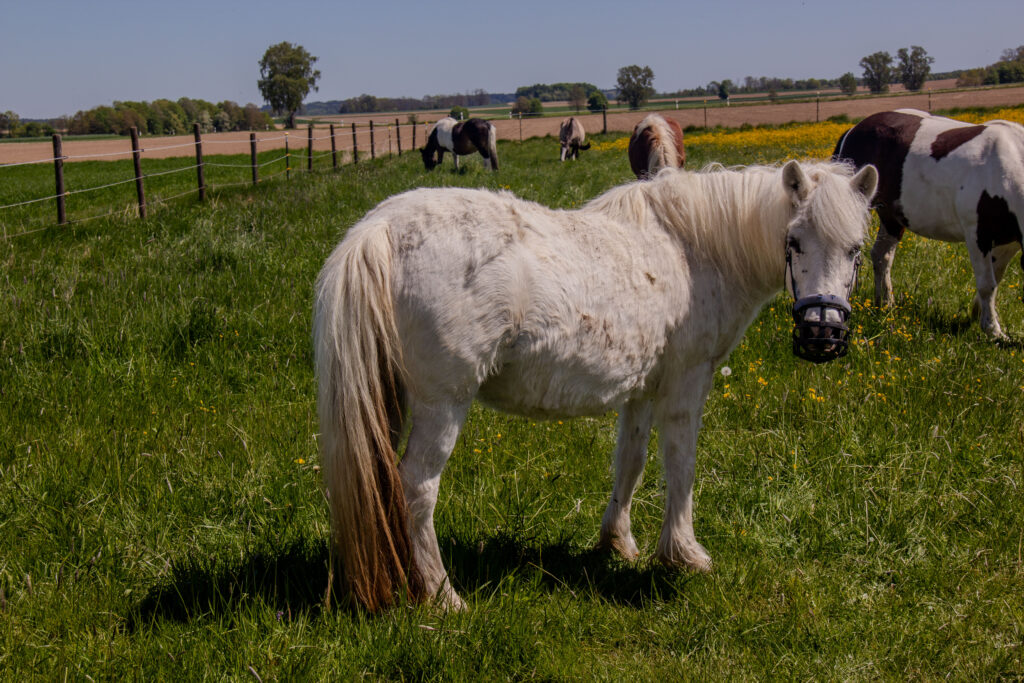 Ronja