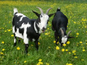 Wutz und Urmel